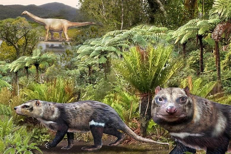 An artist's impression supplied by the Chilean Antarctic Institute showing the mammal christened Orretherium tzen, or Beast of Five Teeth.