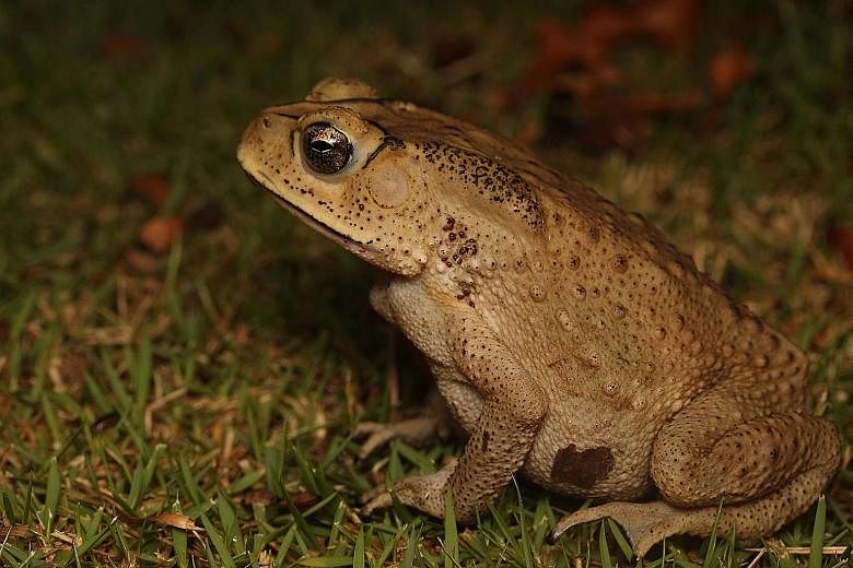 The Asian common toad (Duttaphrynus melanostictus) is often found as roadkill here. The Herpetological Society of Singapore initiative could help highlight the susceptibility of such animals to vehicle collisions.