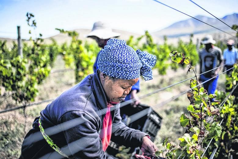 Workers harvesting grapes at a vineyard in the Hottentots Holland Mountains in Stellenbosch in South Africa. Wines from South Africa are gaining popularity and one of its regions, Hemel en Aarde (Afrikaans for "heaven and earth"), is carving out a gl