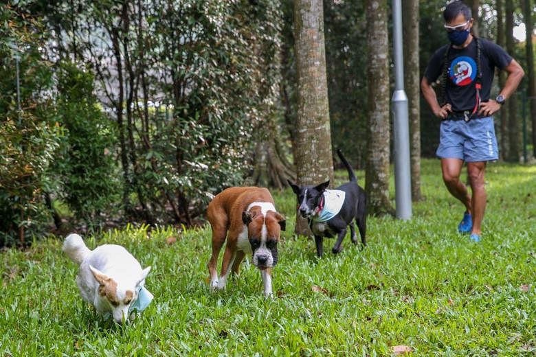 Covid-19 made pets more popular than ever – now luxury residences from New  York to Singapore are offering pet concierges, grooming services, mud rooms  and dog parks