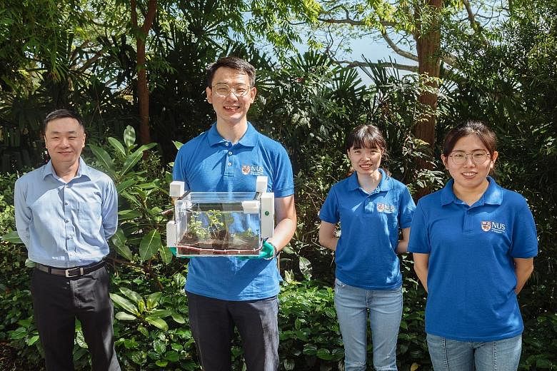 A research team led by Assistant Professor Tan Swee Ching (left) from NUS' Department of Materials Science and Engineering has created SmartFarm - a self-contained farming system which uses a new hydrogel as its main technology. The team members are 