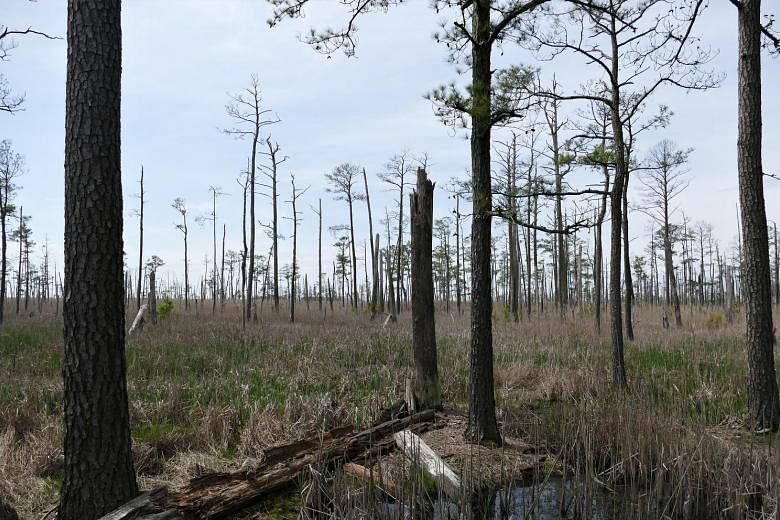 The Blackwater National Wildlife Refuge in Maryland, a mid-Atlantic state in the US, has been turned into a ghost forest by the relentless creep of a rising sea accelerated by the melting of the Arctic.