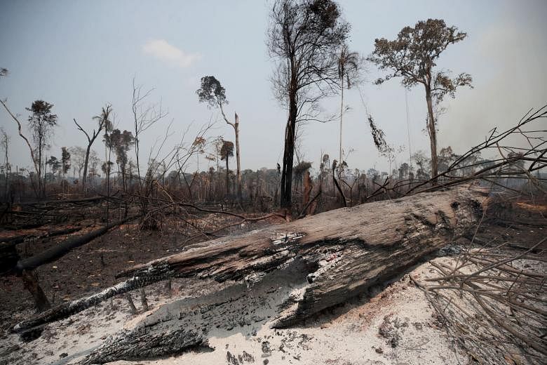 Charred trunks on a tract of Amazon jungle that was burned by loggers and farmers in 2019. Brazil's forests take in an enormous quantity of carbon pollution every year, and keeping them intact is critical to achieving the world's overall environmenta