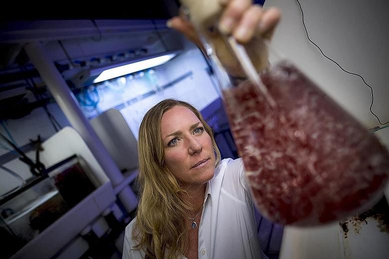 Marine biologist Jennifer Smith of the Scripps Institution of Oceanography has been researching how best to grow Asparagopsis taxiformis, a red algae seaweed, productively in southern California.