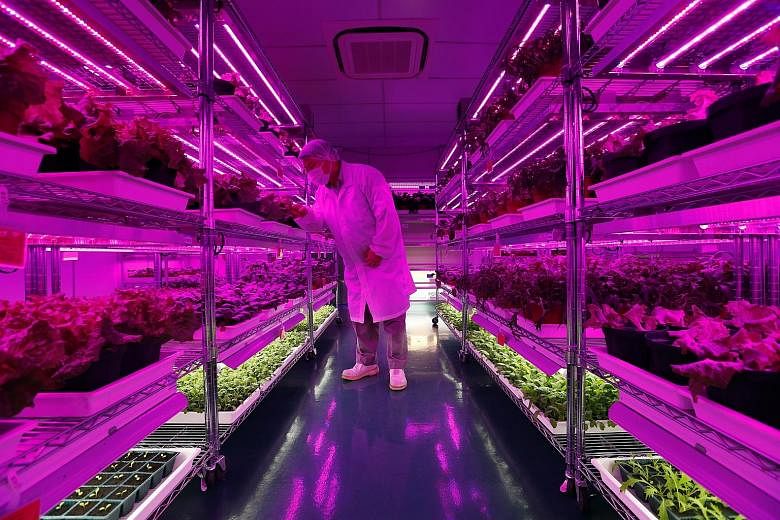 An indoor soil-based farm at Panasonic's factory in Jurong. A proposal by researchers from the Nanyang Technological University and Panasonic Factory Solutions aims to find out how the real-time monitoring of crop health and nutrient analysis can hel