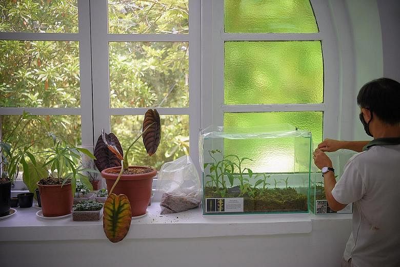 Mr Lua at the Singapore Botanic Gardens' Seed Bank with tanks of the two rare orchids from Clementi Forest. They are being nurtured to ensure their survival. Left: The rare hidden zeuxine and common snout orchid collected in a container by NParks sta