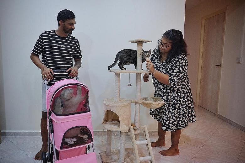 Newlyweds Govind Kumar and Ukshana Ambrossha (both above) share their bed with their adopted kittens Zeus and Mimi and push the pets in a pram in the park.