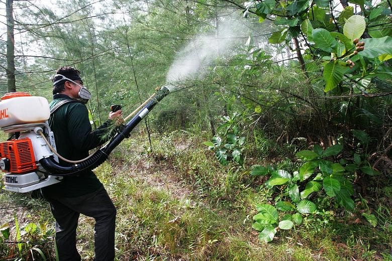 When breeding sites are pinpointed, the National Environment Agency will conduct larvicidal oiling and spraying with insecticides, as well as intensive thermal fogging and residual spraying to eliminate the adult mosquitoes.