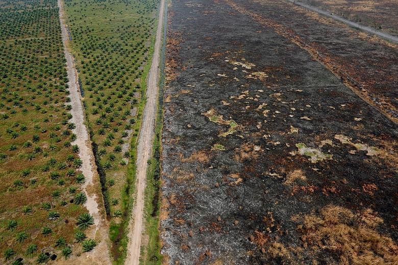 Burnt woodland is seen next to an oil palm plantation following fires near Banjarmasin in Indonesia's South Kalimantan province in September 2019. Investing in a forest plot for the purpose of conservation saves it from being cut down for other uses,