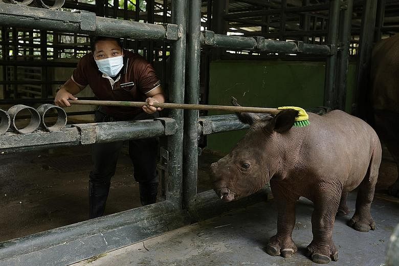 A baby rhinoceros getting a scrub from his keeper, Ms Siti Nurindah Aliyah Ali. From this month to August, Zoo Explained! will be rolling out question-and-answer sessions with the keeper, and with animal trainers behind the Animal Friends Show.
