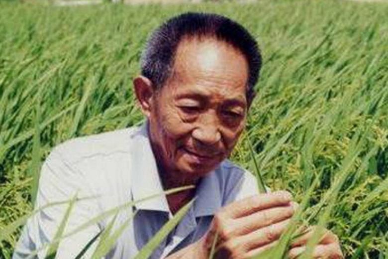 Yuan Longping, the man who helped feed China, dies at 91 | The Straits ...