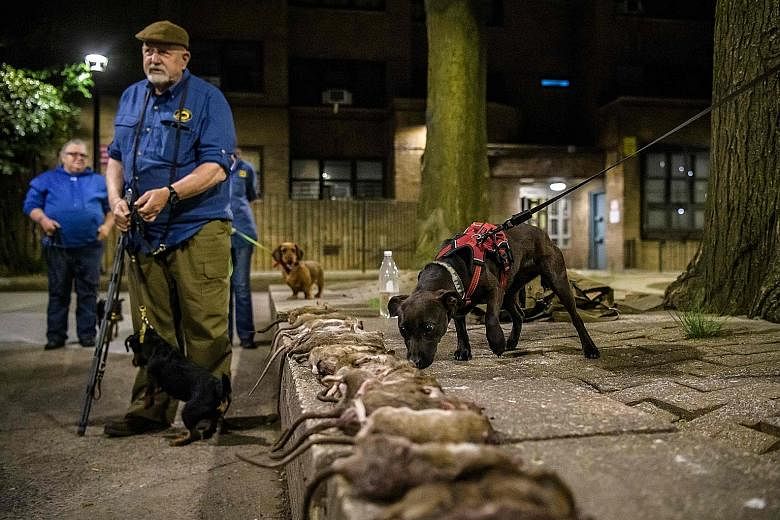Members of the Ryders Alley Trencher-fed Society, or R.A.T.S. for short, hunting rats with their dogs in a New York neighbourhood in Lower Manhattan on May 14. They have been chasing vermin for about 30 years and have maintained their nocturnal hunts