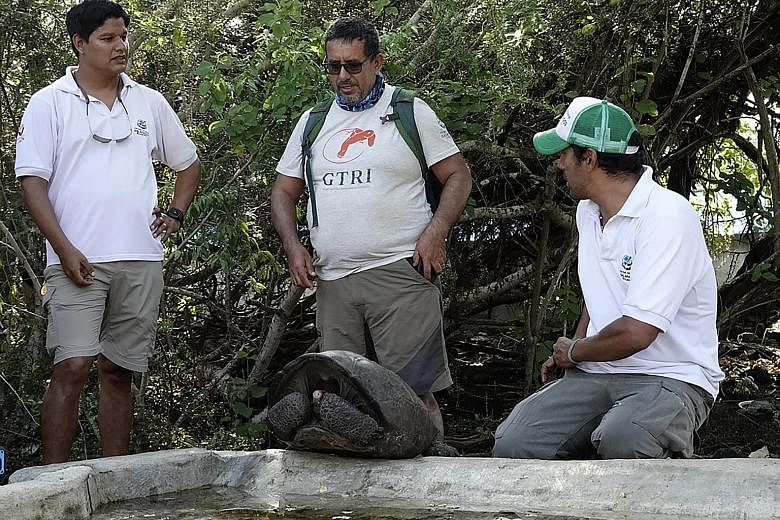 Mr Washington Tapia (centre), from Galapagos Conservancy, and two park rangers seen with a specimen of the giant Galapagos tortoise Chelonoidis phantasticus, thought to have gone extinct about a century ago, at Galapagos National Park on Santa Cruz I