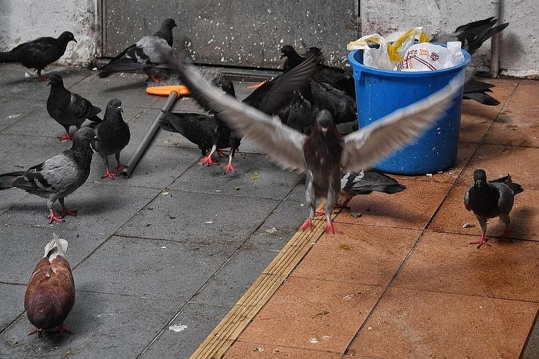 Birds feeding from a pail of trash below a block of flats in Toa Payoh Central earlier this month. Cleaners doing manual waste collection from blocks in Bidadari earlier this month after the pneumatic system choked up due to improper waste disposal.