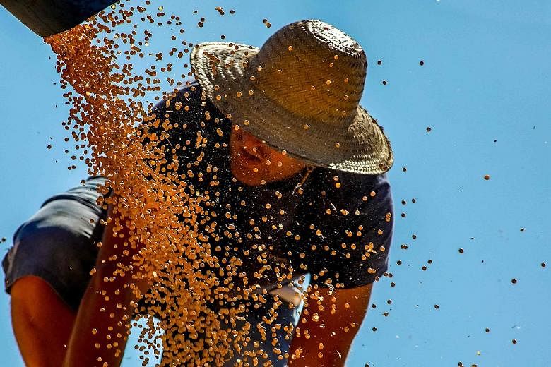 A worker working on soya beans in Rio Grande do Sul, Brazil, in April. A severe drought in the country - a big exporter of corn and soya beans - and rising demand for soya bean oil for biodiesel have pushed prices higher.