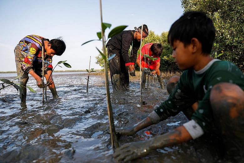 Indonesians planting mangrove saplings in West Java province. Mangroves protect coastlines from erosion and rising sea levels. They are also vital fish nurseries and soak up large amounts of CO2, making them a great natural climate solution.