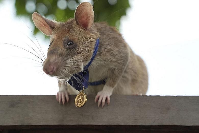 Magawa with the gold medal awarded by Britain for bravery and his uncanny knack for uncovering landmines. The rodent detected 71 landmines and 38 items of unexploded ordnance in his five-year career.