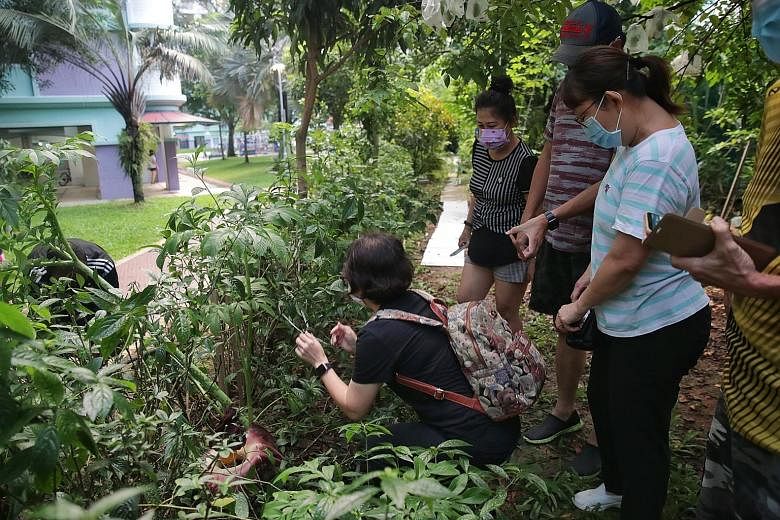 The corpse flower of the elephant foot yam (above) spanned almost half a metre, and crowds had flocked to Sembawang to take photographs of the rare sight (right).