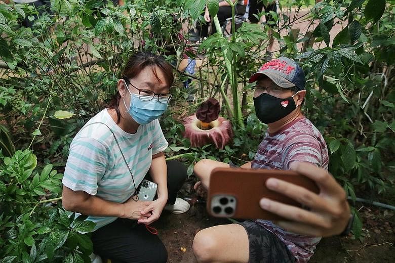 Doctor Soh Wah Ngee and his wife Lim Bee Har, a housewife, taking a selfie with the corpse flower of an exotic plant known as the elephant foot yam in Sembawang on Monday. Botanist Shawn Lum suspects that the flower may have been from a tuber that so