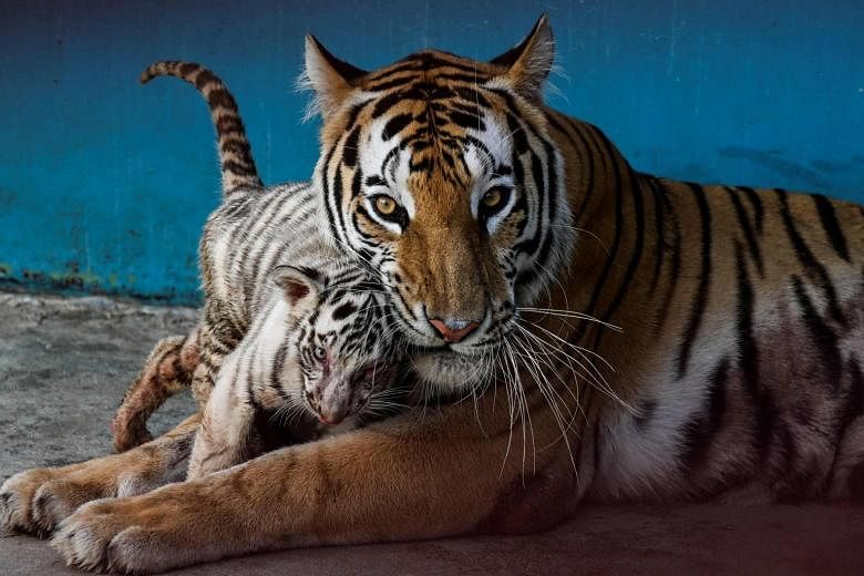 Endangered Bengal tiger cub born at Nicaragua zoo