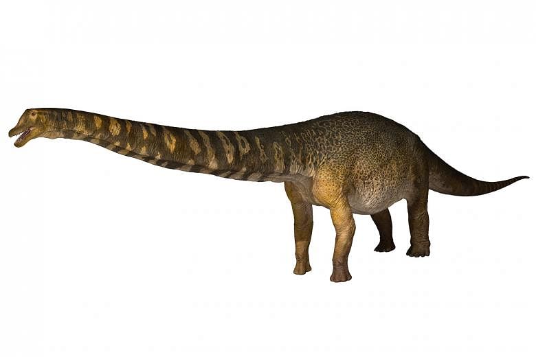 The Australotitan cooperensis is estimated to have stood at 5m to 6.5m high and measured 25m to 30m in length.