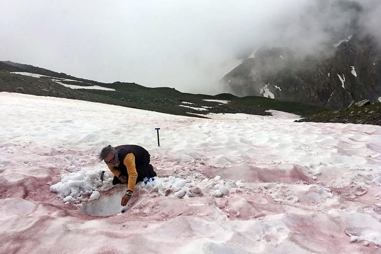 An undated handout photo showing a researcher taking samples of red snow in the Alps. Researchers are starting to investigate the species that drive alpine algae blooms to better understand their causes and effects.