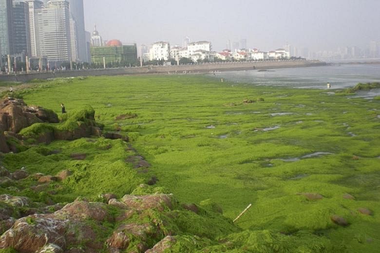 SINGAPORE A waterway at Sentosa Cove turned pink in mid-January due to an algal bloom. TURKEY The Marmara sea in Istanbul being covered by "sea snot" earlier this month. The blanket of mucus-like substance is threatening the fishing industry and the 