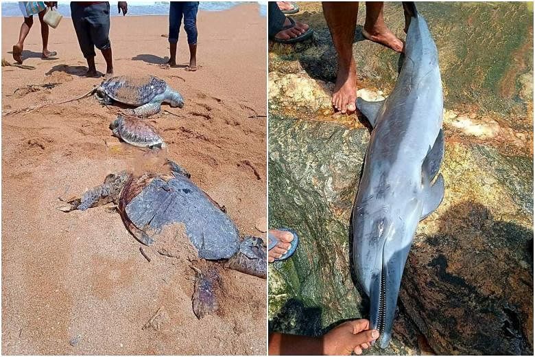 In Rare Incident, Youth Rescues Dolphin Washed Ashore Village In Bengal