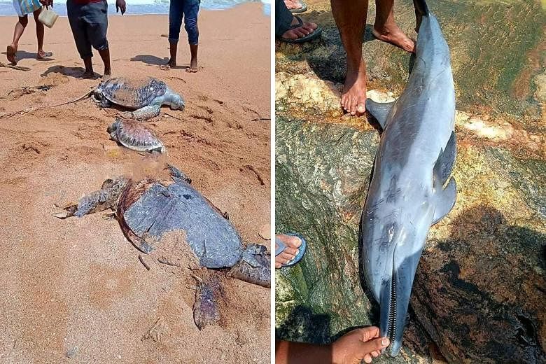 Dead turtles (above) and a dolphin (right) are among the carcasses that have been found washed up along the western coast of Sri Lanka after the burning of a cargo ship near the capital Colombo. PHOTOS: AMBALANGODA OFFICIAL FACEBOOK