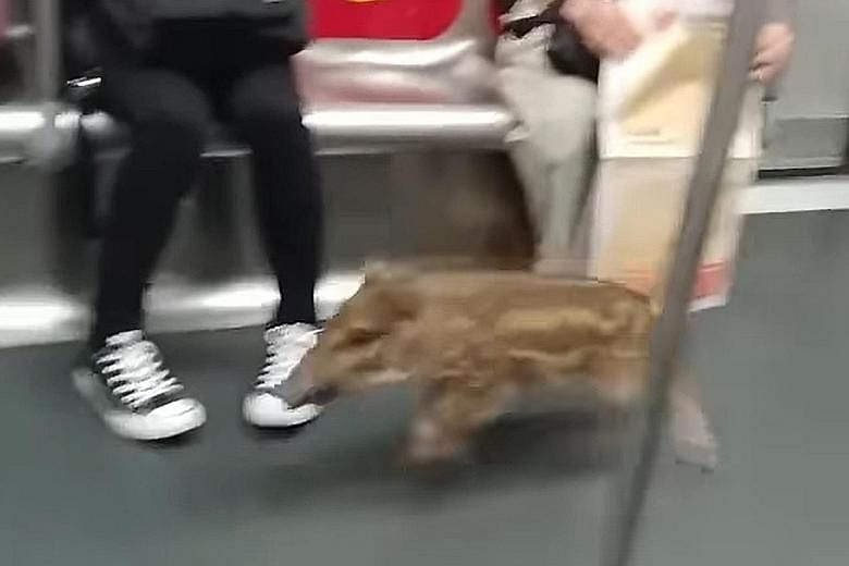 A young wild boar hogging a seat on an MTR train in Hong Kong on Friday, and trotting down a carriage with commuters. It had slipped under ticket barriers and boarded two separate MTR trains before being captured.