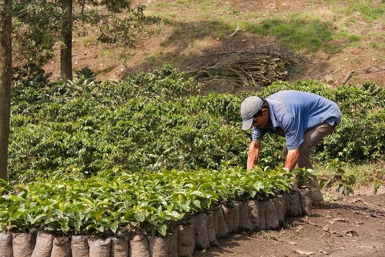 Olam International's coffee business in Colombia. The company announced a three-for-20 rights issue that has been priced at $1.25 per share. It expects to raise $601.7 million in gross proceeds, which will be utilised to repay the debt used to fund i