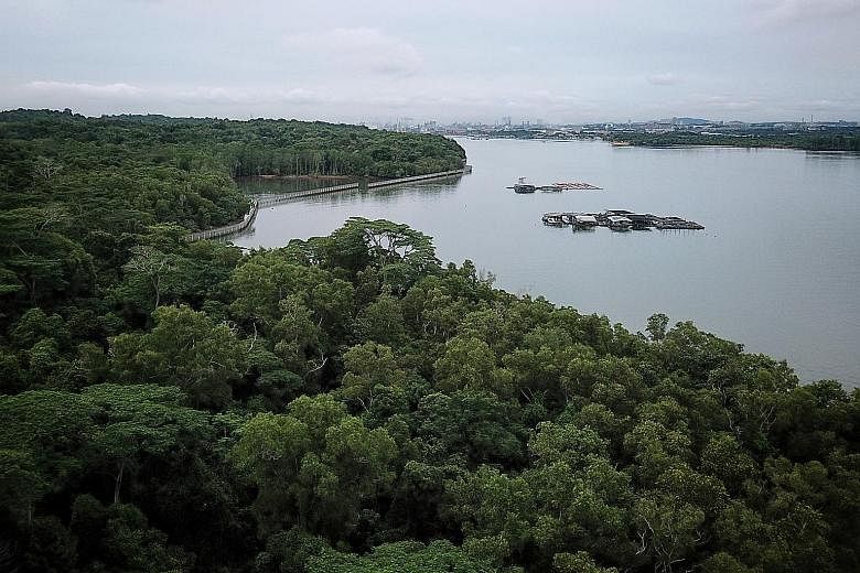 The location of Pulau Ubin (foreground) between mainland Singapore and Malaysia (across the strait) means that the island can welcome wildlife from either side of the Causeway. Species of birds that were once declared extinct in Singapore but have be