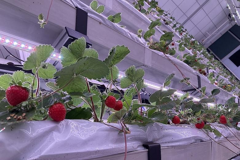 Pesticide-free strawberries at Singrow's 4,000 sq ft farm, which is wired with artificial intelligence and uses energy-saving methods. Home-made mycelium-based lamps at mycology studio Bewilder, which is dedicated to fungi research and cultivation. T