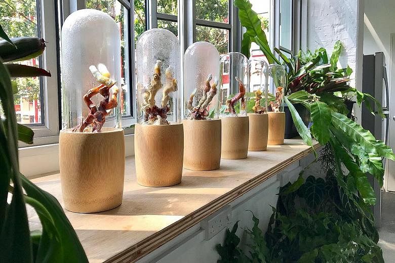 Pesticide-free strawberries at Singrow's 4,000 sq ft farm, which is wired with artificial intelligence and uses energy-saving methods. Home-made mycelium-based lamps at mycology studio Bewilder, which is dedicated to fungi research and cultivation. T
