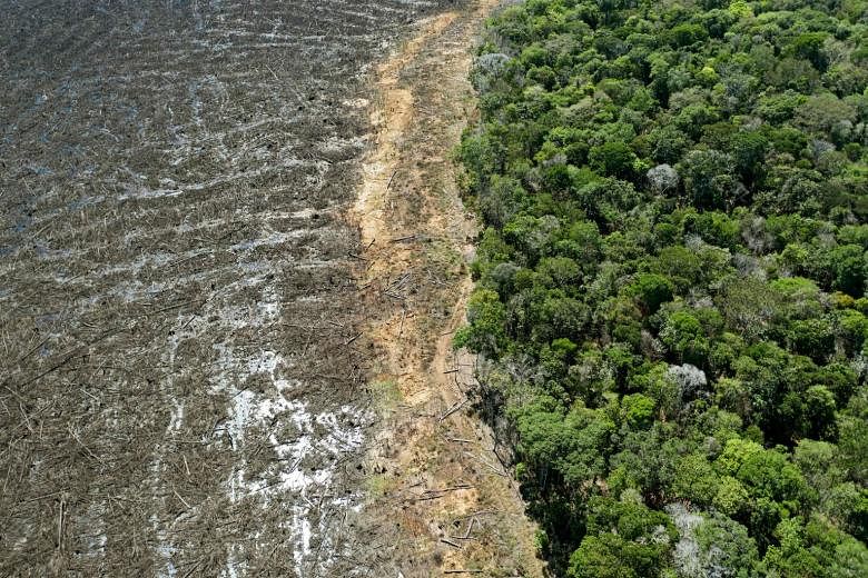 Over 10,000  rainforest species risk extinction, landmark