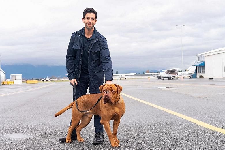Josh Peck (left) plays Scott Turner Jr, a law-enforcement officer who inherits his father's newly adopted French mastiff pup, Hooch.