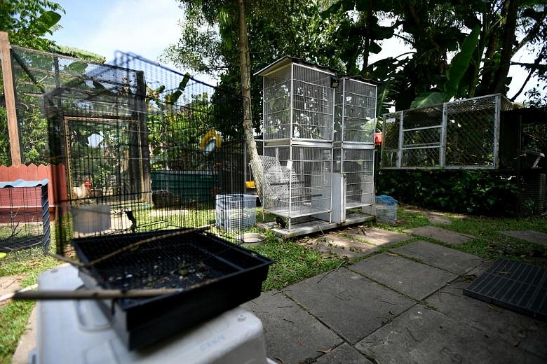 NParks to open wildlife rehabilitation facility as Singapore becomes a ...