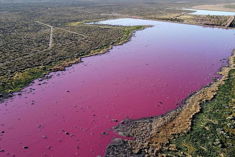 The Corfo lagoon in the Patagonian province of Chubut turned pink after fish factories were allowed to dump their waste in it. The colour is caused by sodium sulfite, an anti-bacterial product used by the factories to preserve fish. Residents have lo