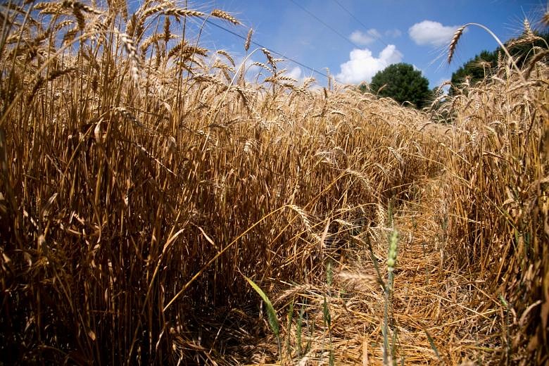 US Heatwave Has Farmers Expecting A 'half Crop' For Spring Wheat | The ...