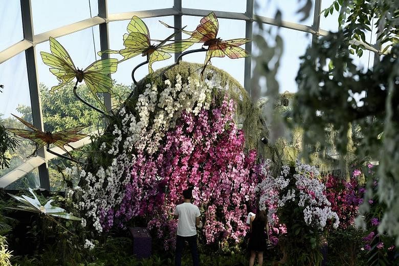 Gardens by the Bay has opened a 280 sq m space within its Cloud Forest dedicated to orchids. It will host both permanent exhibits and changing displays, the first of which is titled Flight Of The Moth Orchid.