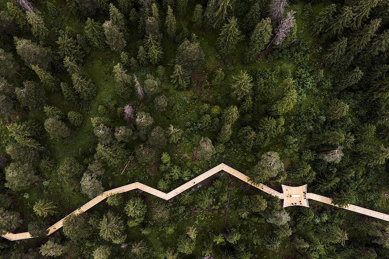 The "Senda dil Dragun" (Way of the Dragon) is the world's longest treetop walk. Located in Laax, Switzerland, the 1.56km-long walk connects the villages of Laax Dorf and Laax Murschetg and offers five adventure stops, including one with a towering sp