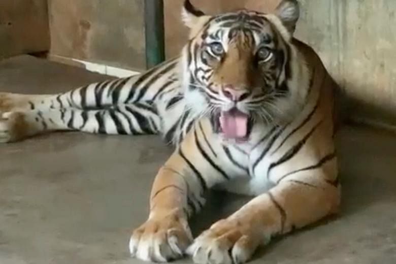 Sumatran tigers at Jakarta zoo recovering from coronavirus | The ...