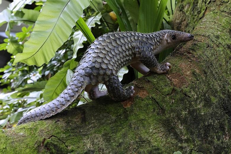 A Sunda pangolin, one of the indicator species for the map. PHOTO: WRS