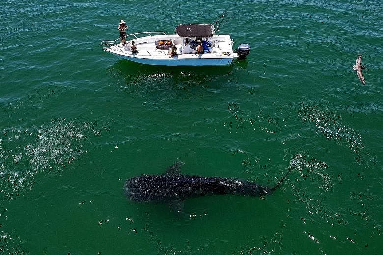 A whale shark (Rhincodon typus, above) in the Sea of Cortez (right) at Bahia de los Angeles in the state of Baja California, Mexico. The area is one of the best sites for the whale shark-sighting season, which kicked off last month and runs till Nove