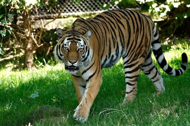 tiger attack safari park