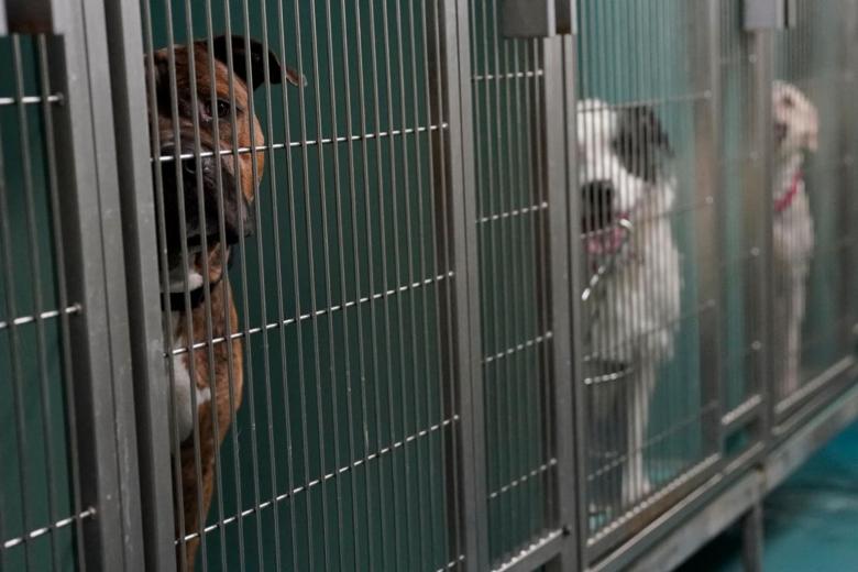 Postpandemic separation from owners is a dog's life The Straits Times