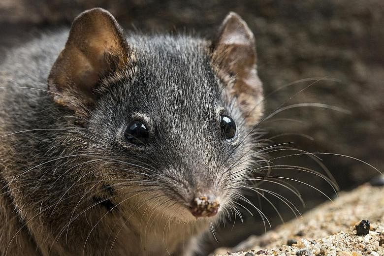 The male silver-headed antechinus dies before it is one year old from the effects of an intense two-week mating season. Females rarely survive to a third breeding season. PHOTO: AGENCE FRANCE-PRESSE