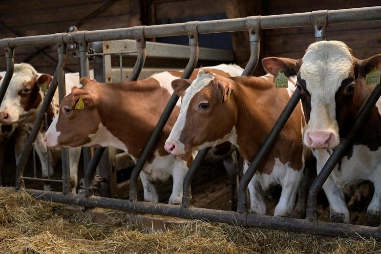 More than meats the eye in fight against global warming | The Straits Times