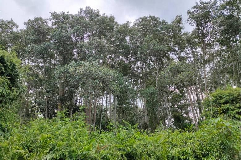 Selangor government drops plan to raze Malaysia forest reserve 