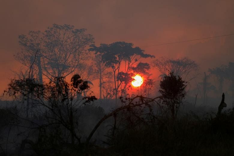 Global conservation forum votes to protect  forest from 'apocalyptic  scenario